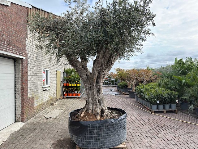 Olijfboom bonsai vertakt xl - olea europaea - ca. 250 jaar oud - hoogte ca. 290 cm - afbeelding 10 van  15
