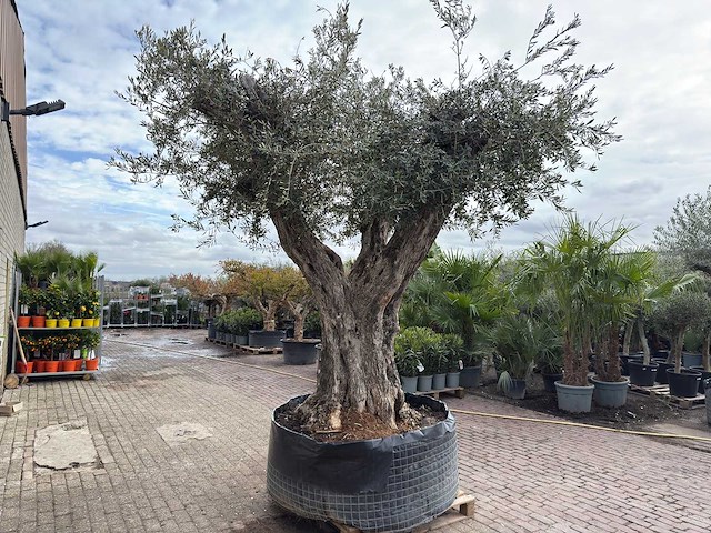 Olijfboom bonsai vertakt xl - olea europaea - ca. 250 jaar oud - hoogte ca. 290 cm - afbeelding 11 van  15