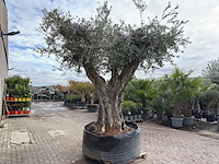 Olijfboom bonsai vertakt xl - olea europaea - ca. 250 jaar oud - hoogte ca. 290 cm - afbeelding 11 van  15