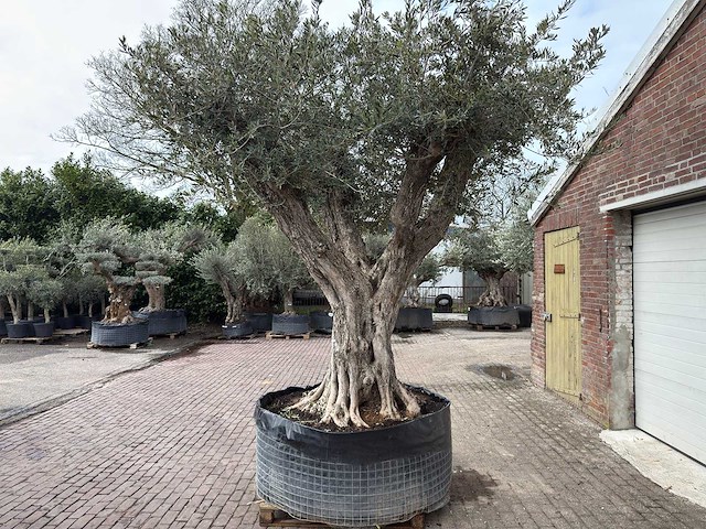 Olijfboom bonsai vertakt xl - olea europaea - ca. 250 jaar oud - hoogte ca. 290 cm - afbeelding 12 van  15