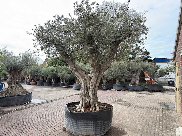 Olijfboom bonsai vertakt xl - olea europaea - ca. 250 jaar oud - hoogte ca. 290 cm - afbeelding 13 van  15