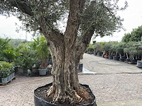 Olijfboom bonsai vertakt xl - olea europaea - ca. 250 jaar oud - hoogte ca. 290 cm - afbeelding 14 van  15