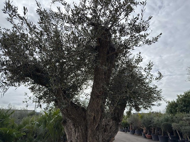 Olijfboom bonsai vertakt xl - olea europaea - ca. 250 jaar oud - hoogte ca. 290 cm - afbeelding 15 van  15