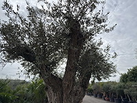 Olijfboom bonsai vertakt xl - olea europaea - ca. 250 jaar oud - hoogte ca. 290 cm - afbeelding 15 van  15
