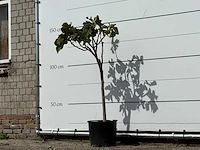 Olijfboom bonsai vertakt xl - olea europaea - ca. 80 jaar oud - hoogte ca. 150 cm - afbeelding 3 van  5