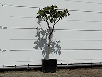 Olijfboom bonsai vertakt xl - olea europaea - ca. 80 jaar oud - hoogte ca. 150 cm - afbeelding 4 van  5