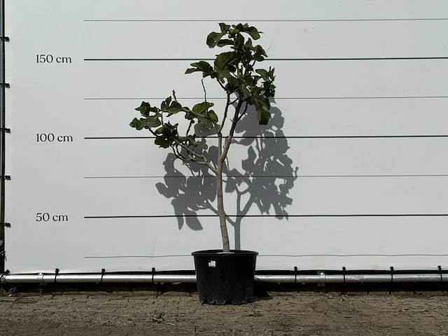 Olijfboom bonsai vertakt xl - olea europaea - ca. 80 jaar oud - hoogte ca. 150 cm - afbeelding 1 van  2