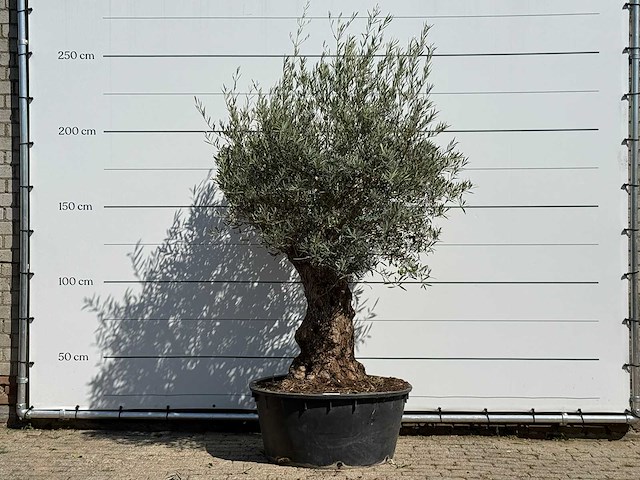 Olijfboom bonsai vertakt xl - olea europaea - ca. 80 jaar oud - hoogte ca. 250 cm - afbeelding 1 van  3