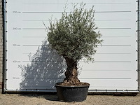 Olijfboom bonsai vertakt xl - olea europaea - ca. 80 jaar oud - hoogte ca. 250 cm - afbeelding 1 van  3