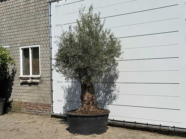 Olijfboom bonsai vertakt xl - olea europaea - ca. 80 jaar oud - hoogte ca. 250 cm - afbeelding 2 van  3