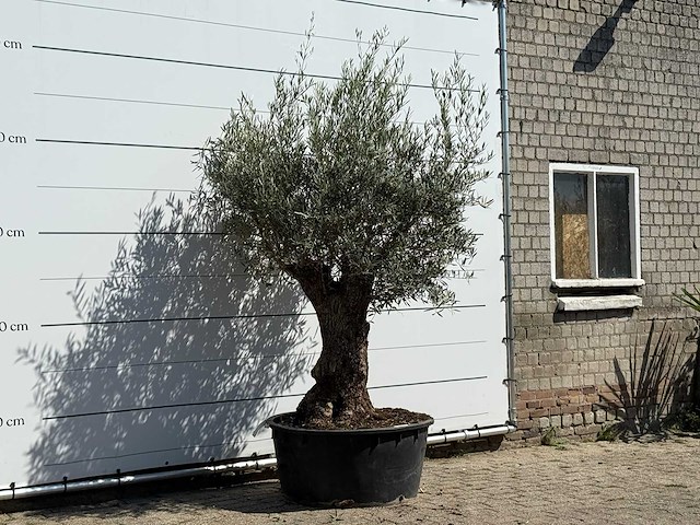 Olijfboom bonsai vertakt xl - olea europaea - ca. 80 jaar oud - hoogte ca. 250 cm - afbeelding 3 van  3