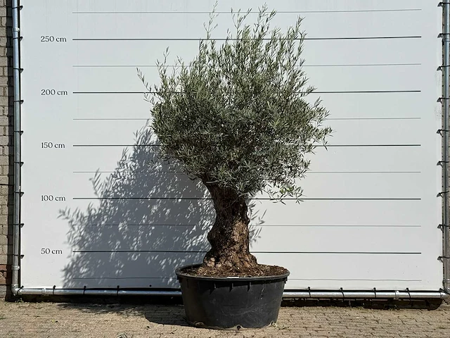 Olijfboom bonsai vertakt xl - olea europaea - ca. 80 jaar oud - hoogte ca. 250 cm - afbeelding 1 van  3