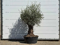 Olijfboom bonsai vertakt xl - olea europaea - ca. 80 jaar oud - hoogte ca. 250 cm