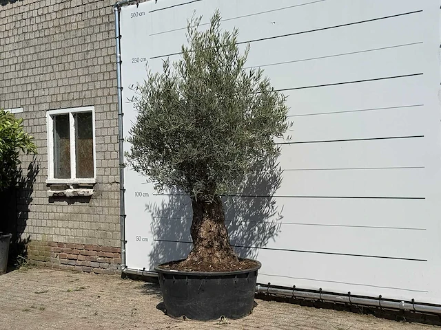 Olijfboom bonsai vertakt xl - olea europaea - ca. 80 jaar oud - hoogte ca. 250 cm - afbeelding 2 van  3