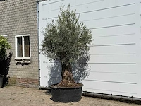 Olijfboom bonsai vertakt xl - olea europaea - ca. 80 jaar oud - hoogte ca. 250 cm - afbeelding 2 van  3