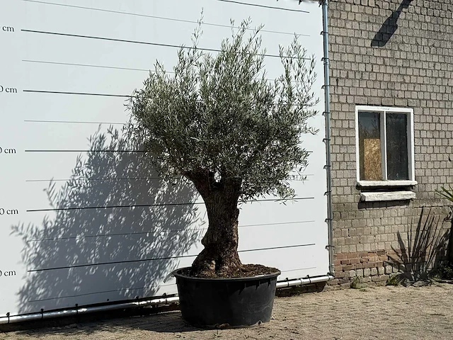 Olijfboom bonsai vertakt xl - olea europaea - ca. 80 jaar oud - hoogte ca. 250 cm - afbeelding 3 van  3