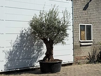 Olijfboom bonsai vertakt xl - olea europaea - ca. 80 jaar oud - hoogte ca. 250 cm - afbeelding 3 van  3