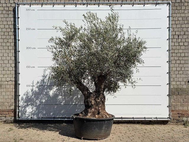 Olijfboom bonsai vertakt xl - olea europaea - ca. 80 jaar oud - hoogte ca. 270 cm - afbeelding 1 van  2