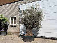 Olijfboom bonsai vertakt xl - olea europaea - ca. 80 jaar oud - hoogte ca. 270 cm - afbeelding 2 van  2