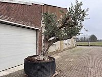 Olijfboom bonsai vertakt xxl - olea europaea - 200 jaar oud - hoogte ca. 330 cm - afbeelding 9 van  12