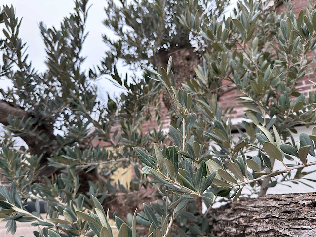 Olijfboom bonsai vertakt xxl - olea europaea - 200 jaar oud - hoogte ca. 330 cm - afbeelding 11 van  12