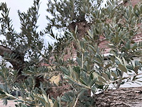Olijfboom bonsai vertakt xxl - olea europaea - 200 jaar oud - hoogte ca. 330 cm - afbeelding 11 van  12