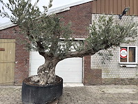 Olijfboom bonsai vertakt xxl - olea europaea - 200 jaar oud - hoogte ca. 330 cm