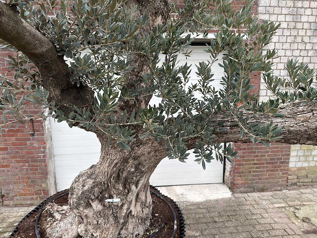 Olijfboom bonsai vertakt xxl - olea europaea - 200 jaar oud - hoogte ca. 330 cm - afbeelding 1 van  12