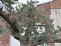 Olijfboom bonsai vertakt xxl - olea europaea - 200 jaar oud - hoogte ca. 330 cm - afbeelding 2 van  12