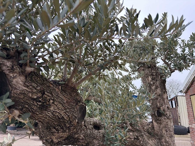 Olijfboom bonsai vertakt xxl - olea europaea - 200 jaar oud - hoogte ca. 330 cm - afbeelding 8 van  12