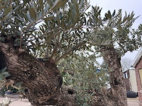 Olijfboom bonsai vertakt xxl - olea europaea - 200 jaar oud - hoogte ca. 330 cm - afbeelding 8 van  12