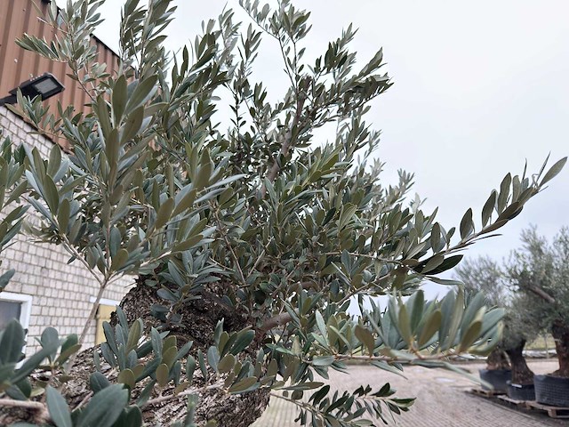 Olijfboom bonsai vertakt xxl - olea europaea - 200 jaar oud - hoogte ca. 330 cm - afbeelding 2 van  10
