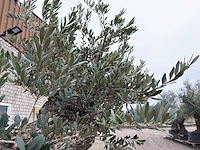 Olijfboom bonsai vertakt xxl - olea europaea - 200 jaar oud - hoogte ca. 330 cm - afbeelding 2 van  10