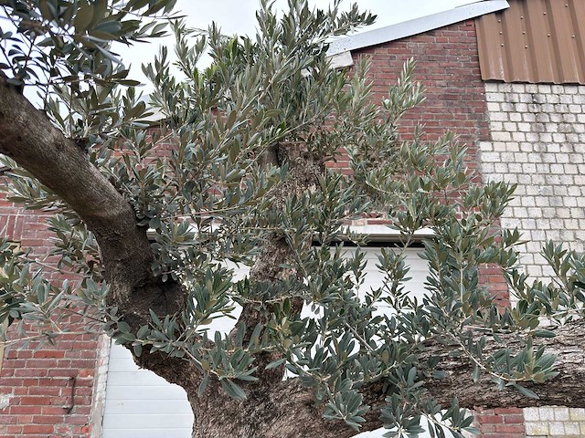 Olijfboom bonsai vertakt xxl - olea europaea - 200 jaar oud - hoogte ca. 330 cm - afbeelding 5 van  10