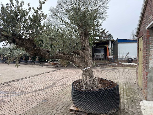 Olijfboom bonsai vertakt xxl - olea europaea - 200 jaar oud - hoogte ca. 330 cm - afbeelding 6 van  10