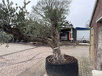 Olijfboom bonsai vertakt xxl - olea europaea - 200 jaar oud - hoogte ca. 330 cm - afbeelding 7 van  10
