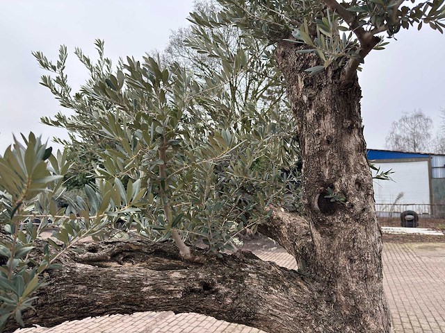 Olijfboom bonsai vertakt xxl - olea europaea - 200 jaar oud - hoogte ca. 330 cm - afbeelding 8 van  10