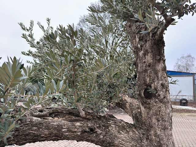 Olijfboom bonsai vertakt xxl - olea europaea - 200 jaar oud - hoogte ca. 330 cm - afbeelding 9 van  10