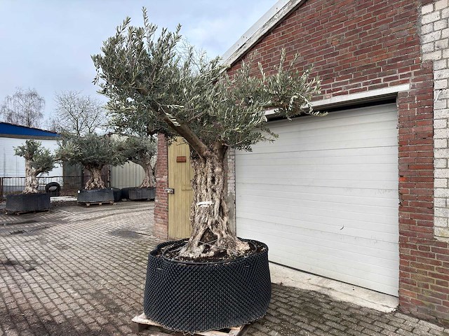 Olijfboom bonsai vertakt xxl - olea europaea - 200 jaar oud - hoogte ca. 330 cm - afbeelding 1 van  4