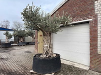 Olijfboom bonsai vertakt xxl - olea europaea - 200 jaar oud - hoogte ca. 330 cm - afbeelding 1 van  4