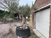 Olijfboom bonsai vertakt xxl - olea europaea - 200 jaar oud - hoogte ca. 330 cm - afbeelding 2 van  4