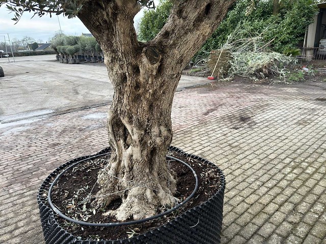 Olijfboom bonsai vertakt xxl - olea europaea - 200 jaar oud - hoogte ca. 330 cm - afbeelding 3 van  4