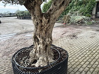 Olijfboom bonsai vertakt xxl - olea europaea - 200 jaar oud - hoogte ca. 330 cm - afbeelding 3 van  4