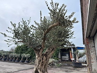 Olijfboom bonsai vertakt xxl - olea europaea - 200 jaar oud - hoogte ca. 330 cm - afbeelding 4 van  4
