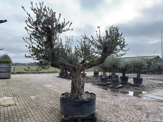 Olijfboom bonsai vertakt xxl - olea europaea - 200 jaar oud - hoogte ca. 330 cm - afbeelding 4 van  7