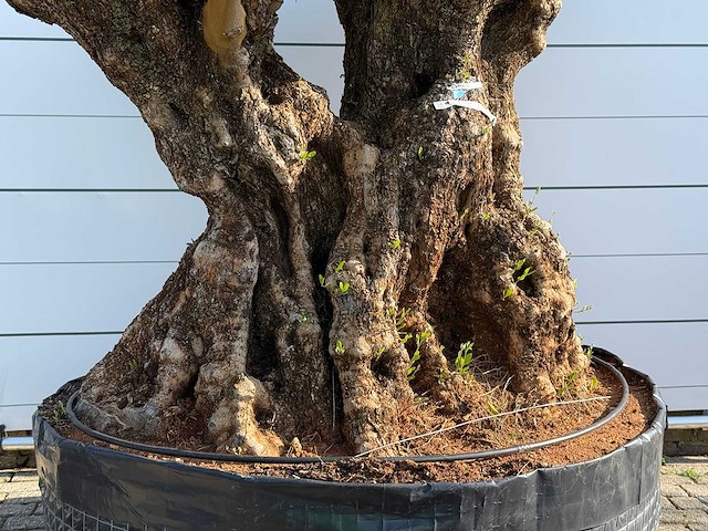 Olijfboom bonsai vertakt xxl - olea europaea - ca. 120 jaar oud - hoogte ca. 280 cm - afbeelding 1 van  4