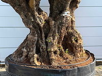 Olijfboom bonsai vertakt xxl - olea europaea - ca. 120 jaar oud - hoogte ca. 280 cm - afbeelding 1 van  4