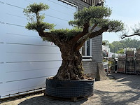 Olijfboom bonsai vertakt xxl - olea europaea - ca. 120 jaar oud - hoogte ca. 280 cm