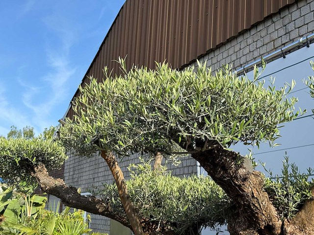 Olijfboom bonsai vertakt xxl - olea europaea - ca. 120 jaar oud - hoogte ca. 280 cm - afbeelding 3 van  4