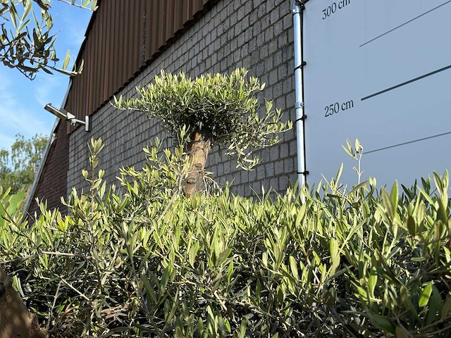 Olijfboom bonsai vertakt xxl - olea europaea - ca. 120 jaar oud - hoogte ca. 280 cm - afbeelding 4 van  4